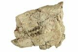 Bargain, Fossil Oreodont (Merycoidodon) Skull - South Dakota #270129-1